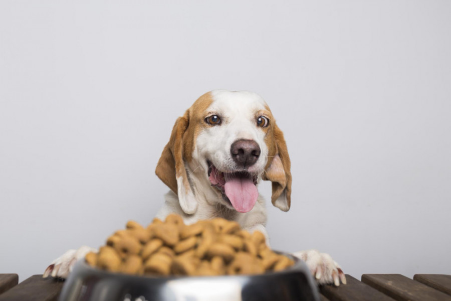 Comida perro