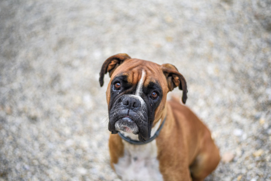Boxer