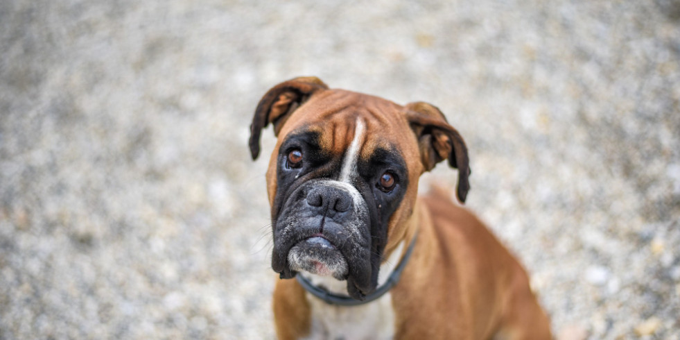 Un parásito canino podría ayudar a combatir cánceres incurables