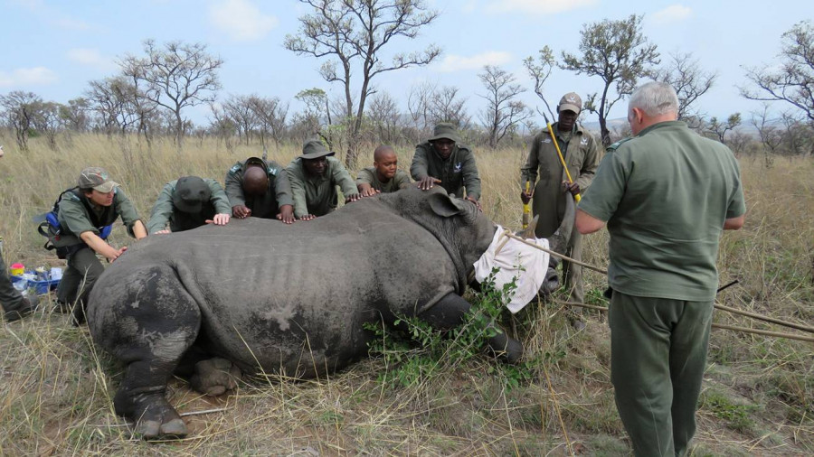 Rinoceronte anestesiado en Sudáfrica  Markus Hofmeyr