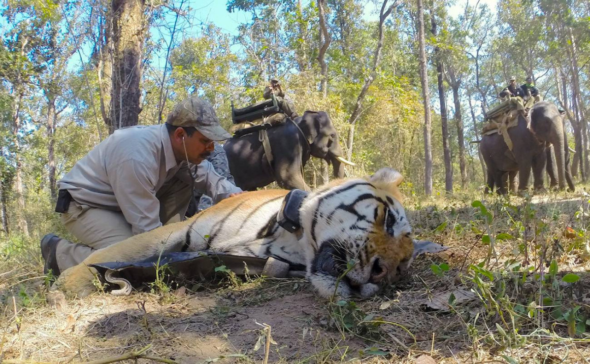 Tu00e9cnicos de la India anestesian a un tigre para su traslado Wildlife Institute of India