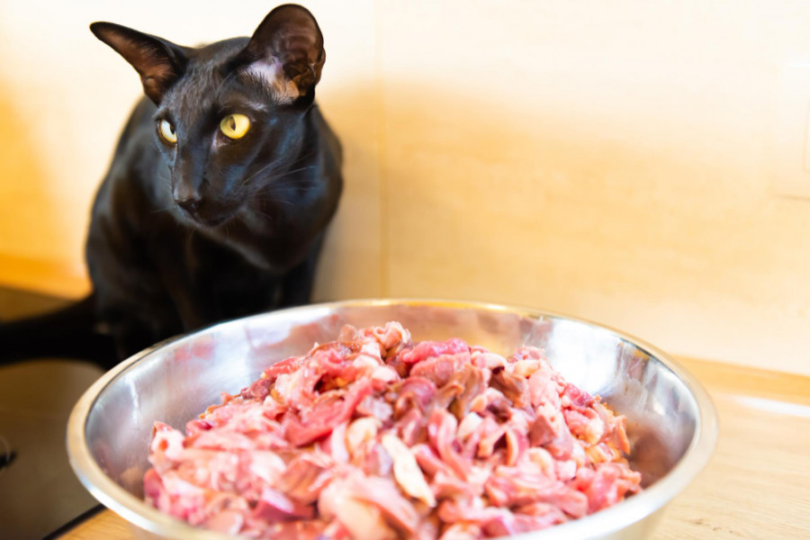 Gato bol carne