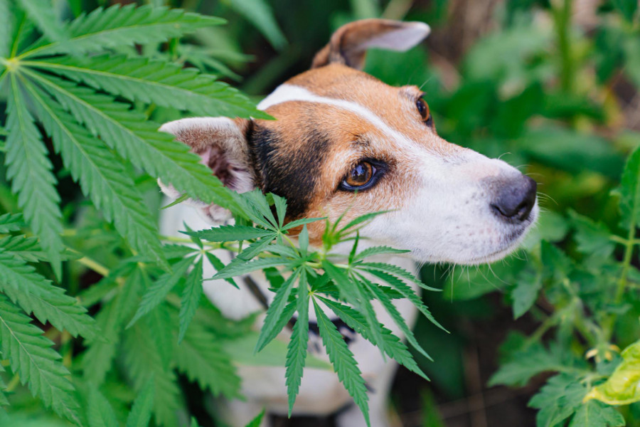 Perro cannabis
