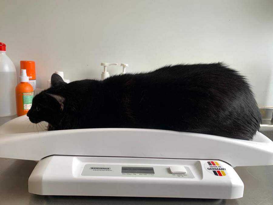 Gato báscula peso