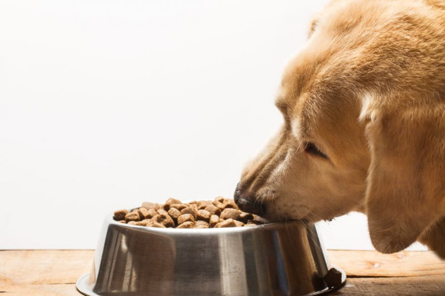 perro comiendo
