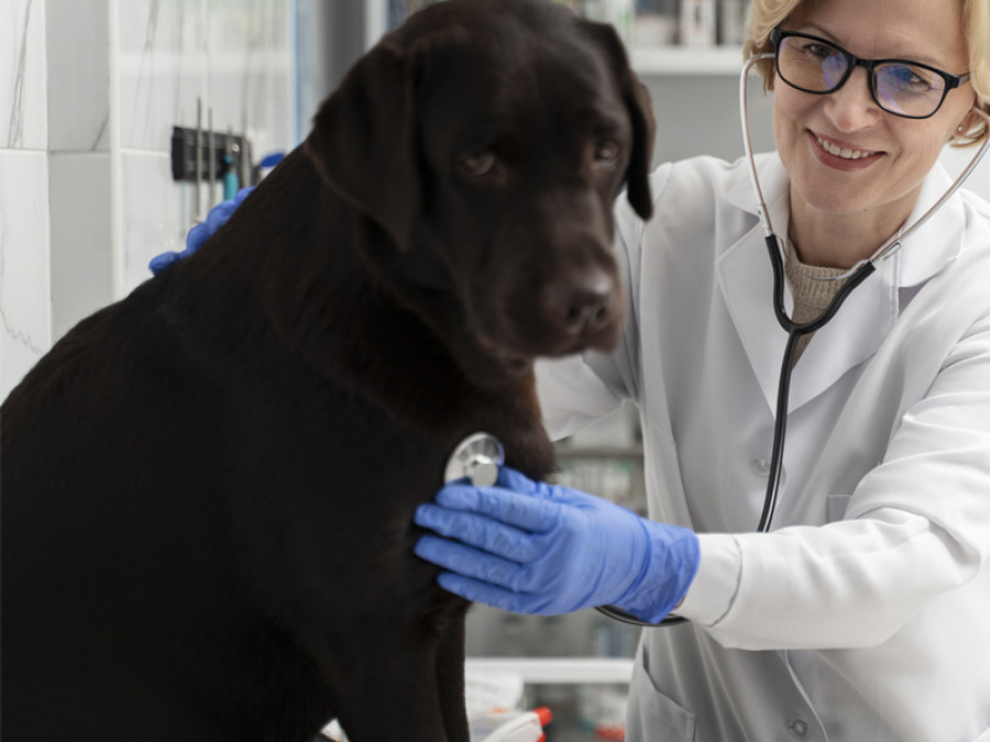 Perro veterinaria