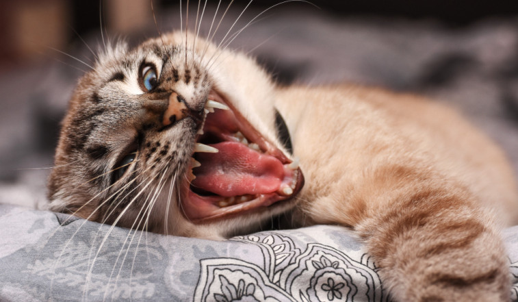 Estudian los factores asociados a un comportamiento problemático en los gatos