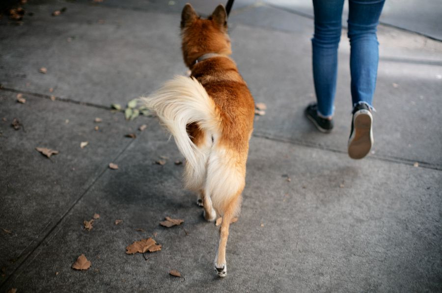 perro paseando