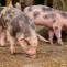 Dos sencillos sistemas para aumentar el rendimiento en granjas porcinas