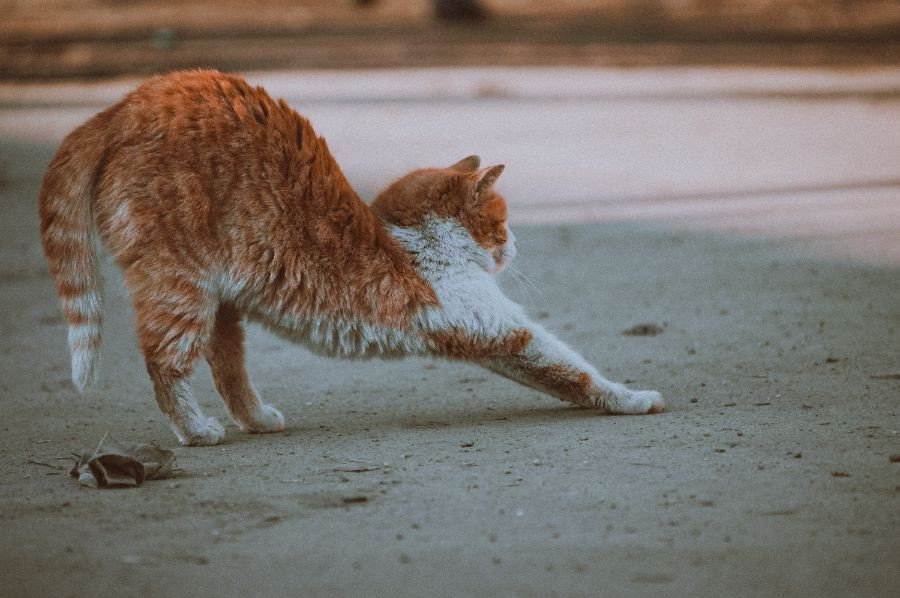 gato callejero