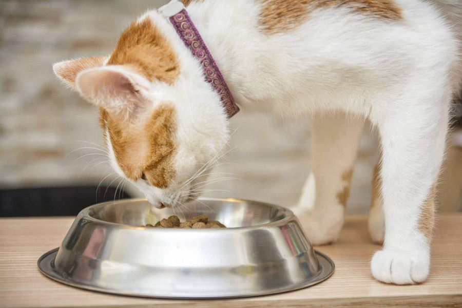 Gato bol comida