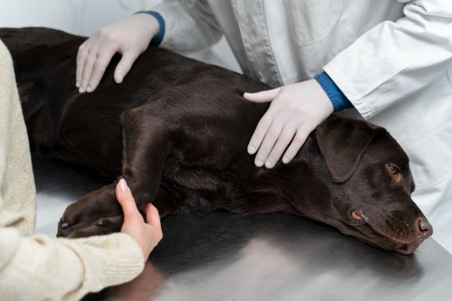 perro veterinario