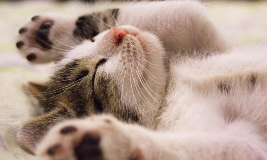 Gatito tumbado