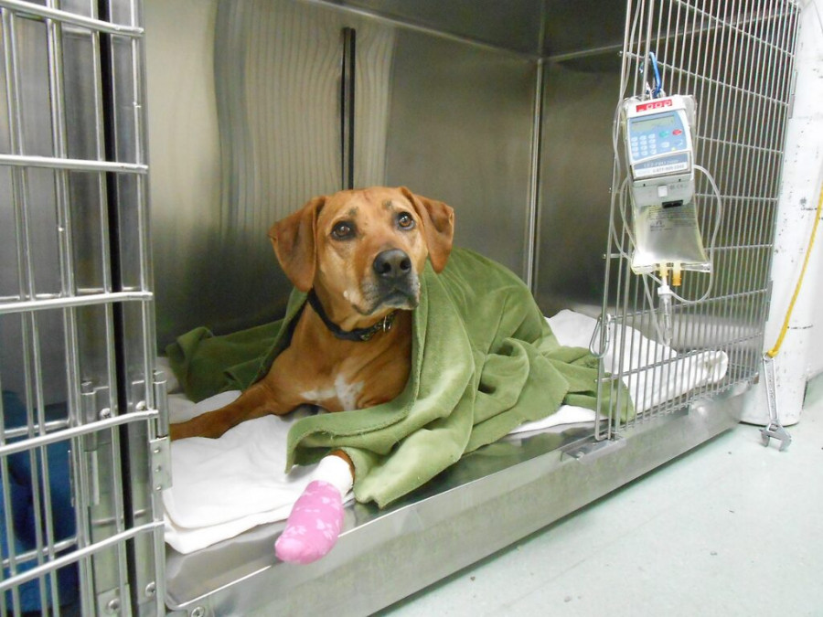 Perro hospitalizado hospital veterinario