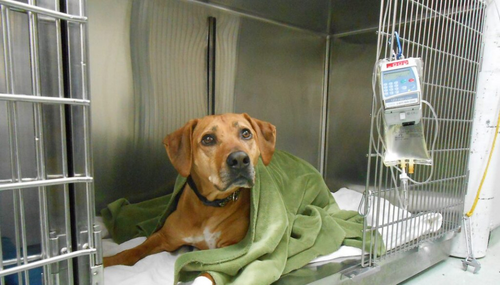 Advierten del riesgo de transmitir bacterias resistentes de humanos a perros en centros veterinarios