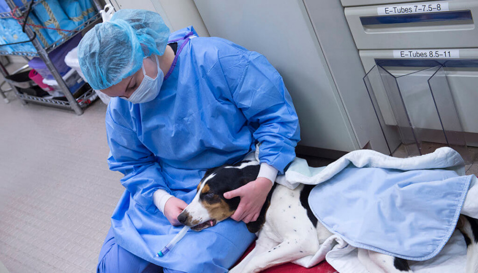 Un estudio con perros abre las vías para la detección temprana del cáncer