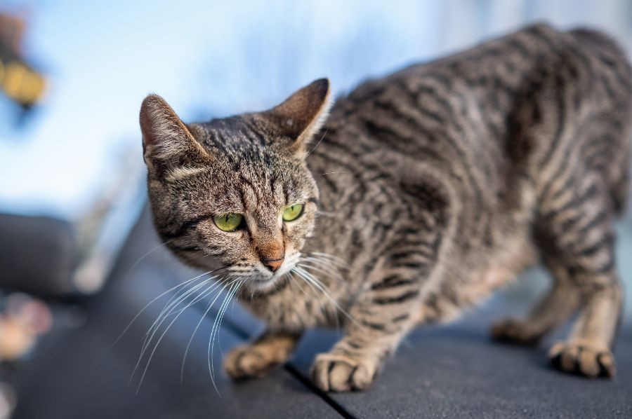 gato callejero