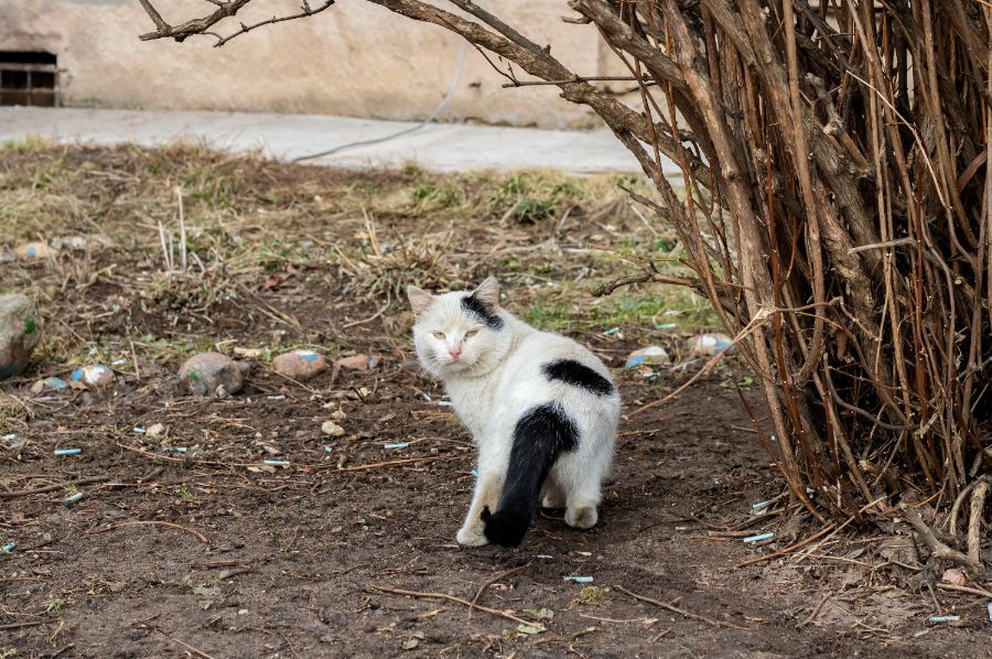 gato callejero