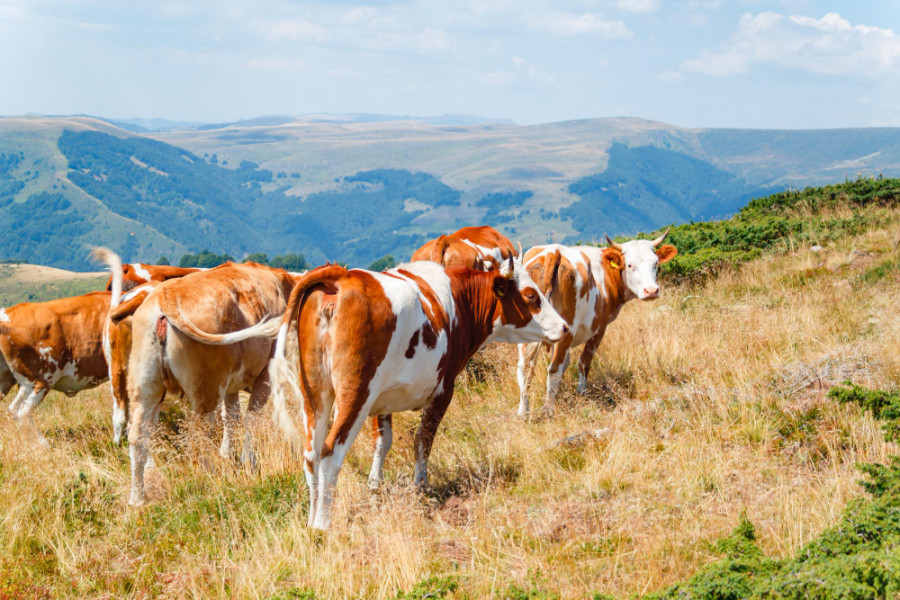 Vacas montañas