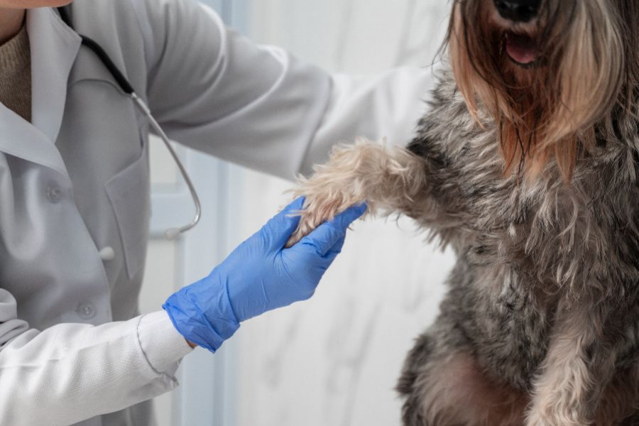 perro veterinario