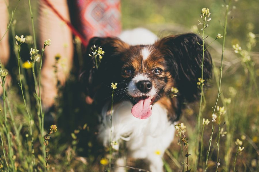 perro papillon
