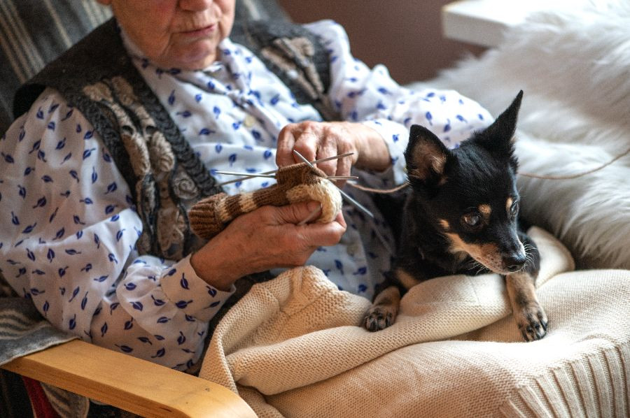 perro anciano