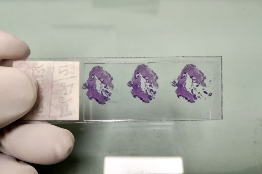 histologia laboratorio