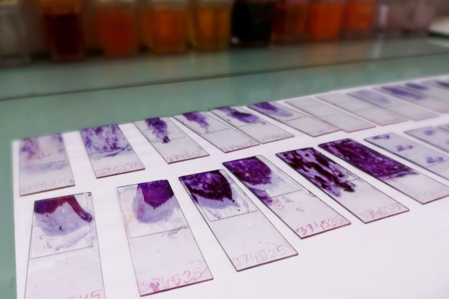 histologia