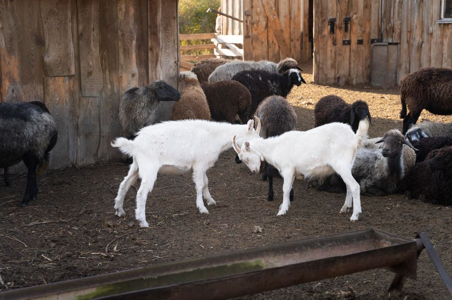 cabras ovejas