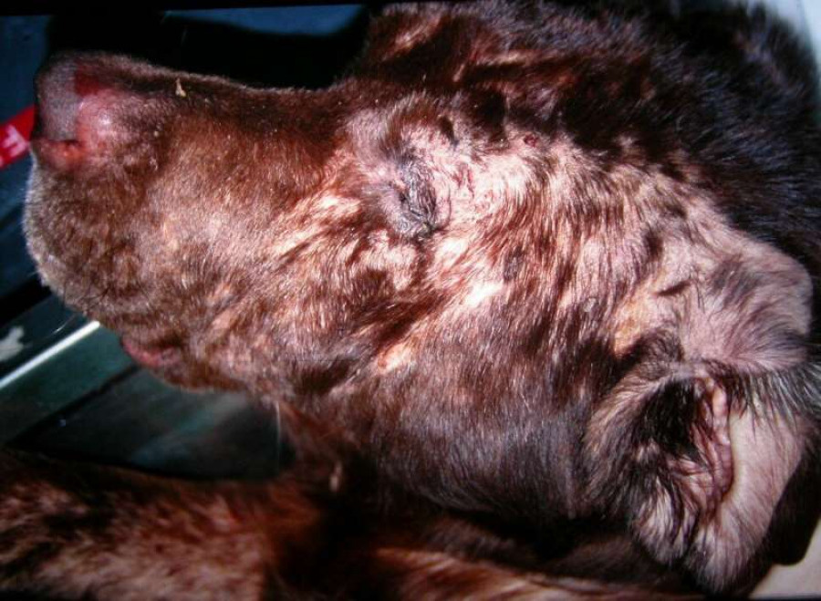 Dermatitis Kerstin Bergvall