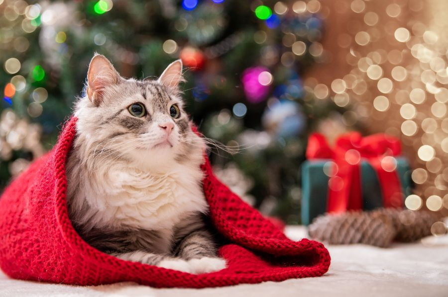 gato navidad