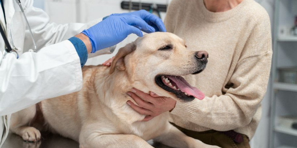 El 96,9 % de bacterias E.coli aisladas de perros sanos en Chile muestra resistencia a algún antibiótico
