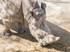 Avances en técnicas de reproducción que pueden salvar al rinoceronte blanco del norte de la extinción