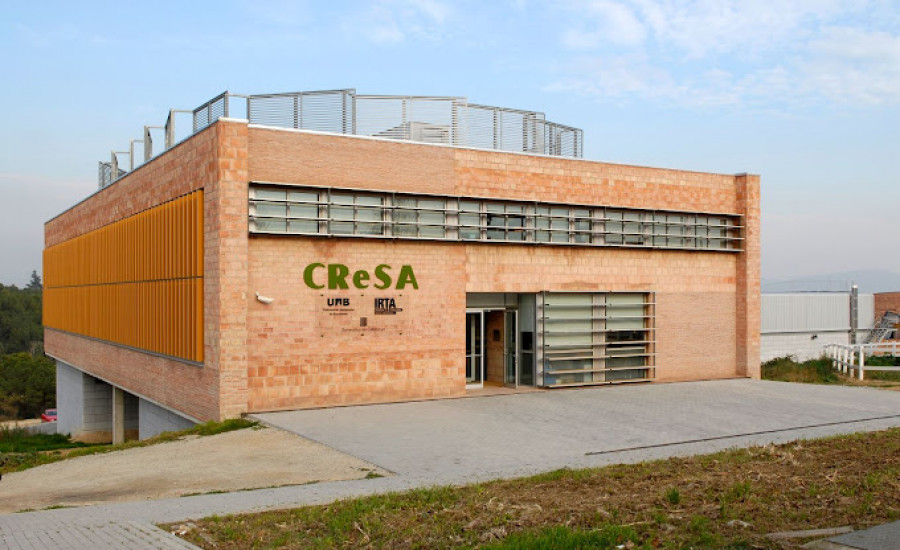 Irta cresa
