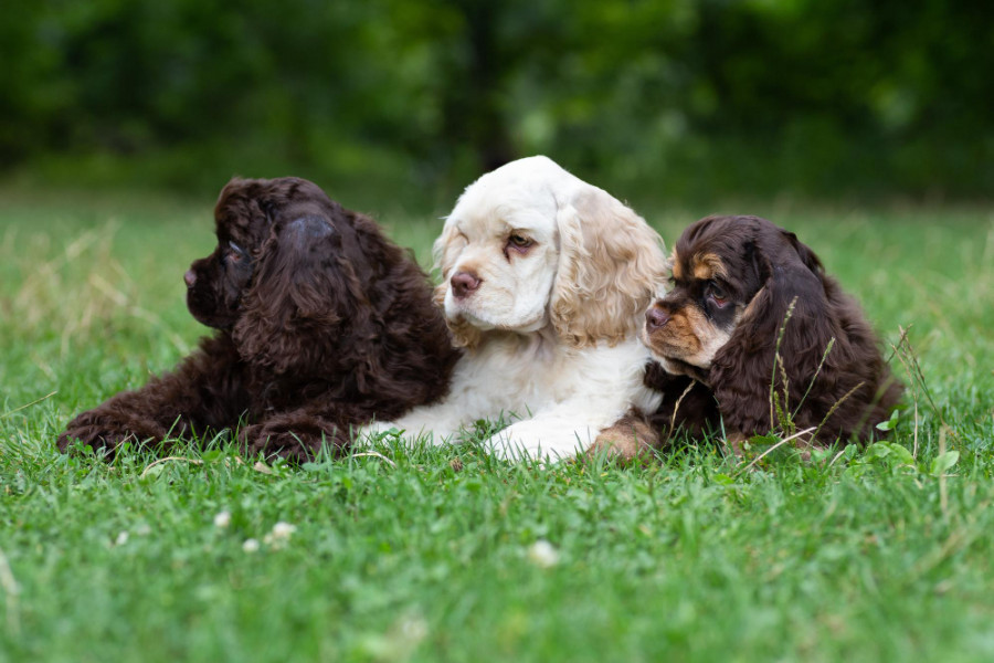 Cachorros