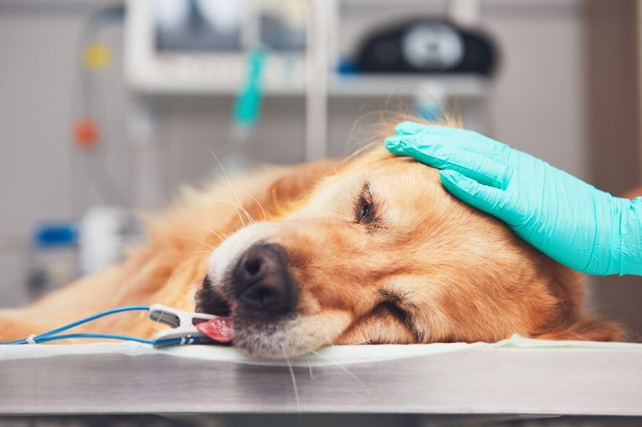 perro hospital