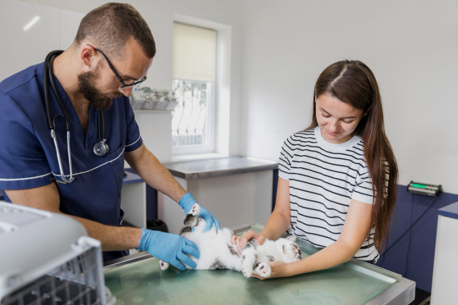 Clínica veterinaria veterinario