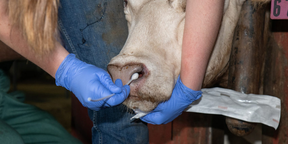 ¿Pueden los perros ayudar a detectar la enfermedad respiratoria bovina?