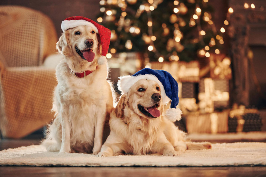 Perros navidad