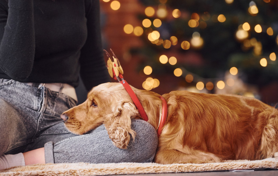 perro navidad