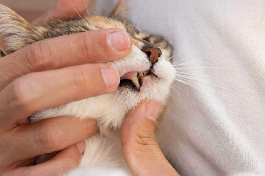 dientes gato veterinario