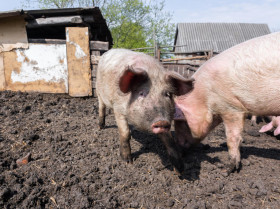 Confirman una nueva vía de transmisión del virus de la peste porcina africana