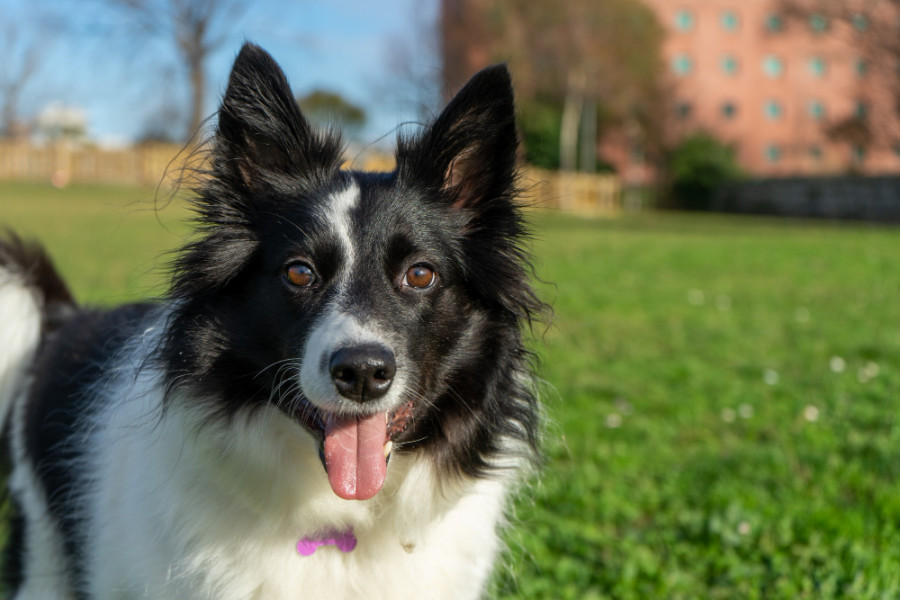 Border collie