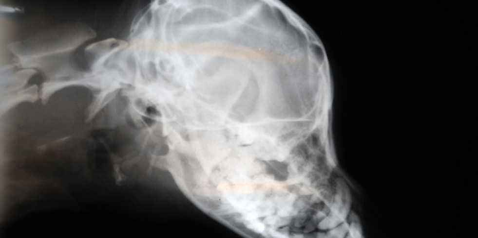 Encuentran posibles alteraciones causantes de la epilepsia idiopática canina