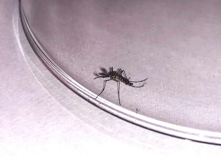 Mosquito aedes