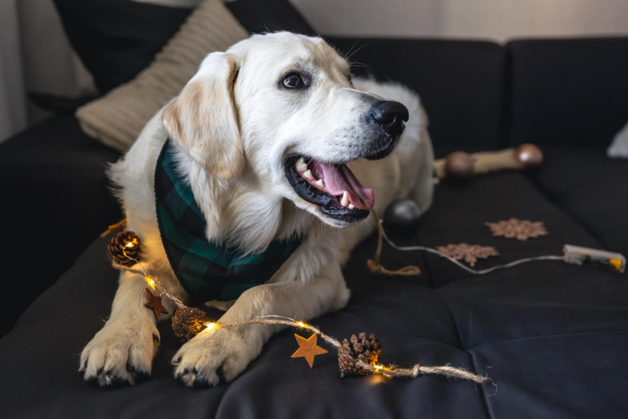 labrador