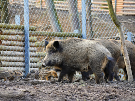 Ganaderos piden un mayor control del jabalí ante los casos recientes de peste porcina africana en Italia