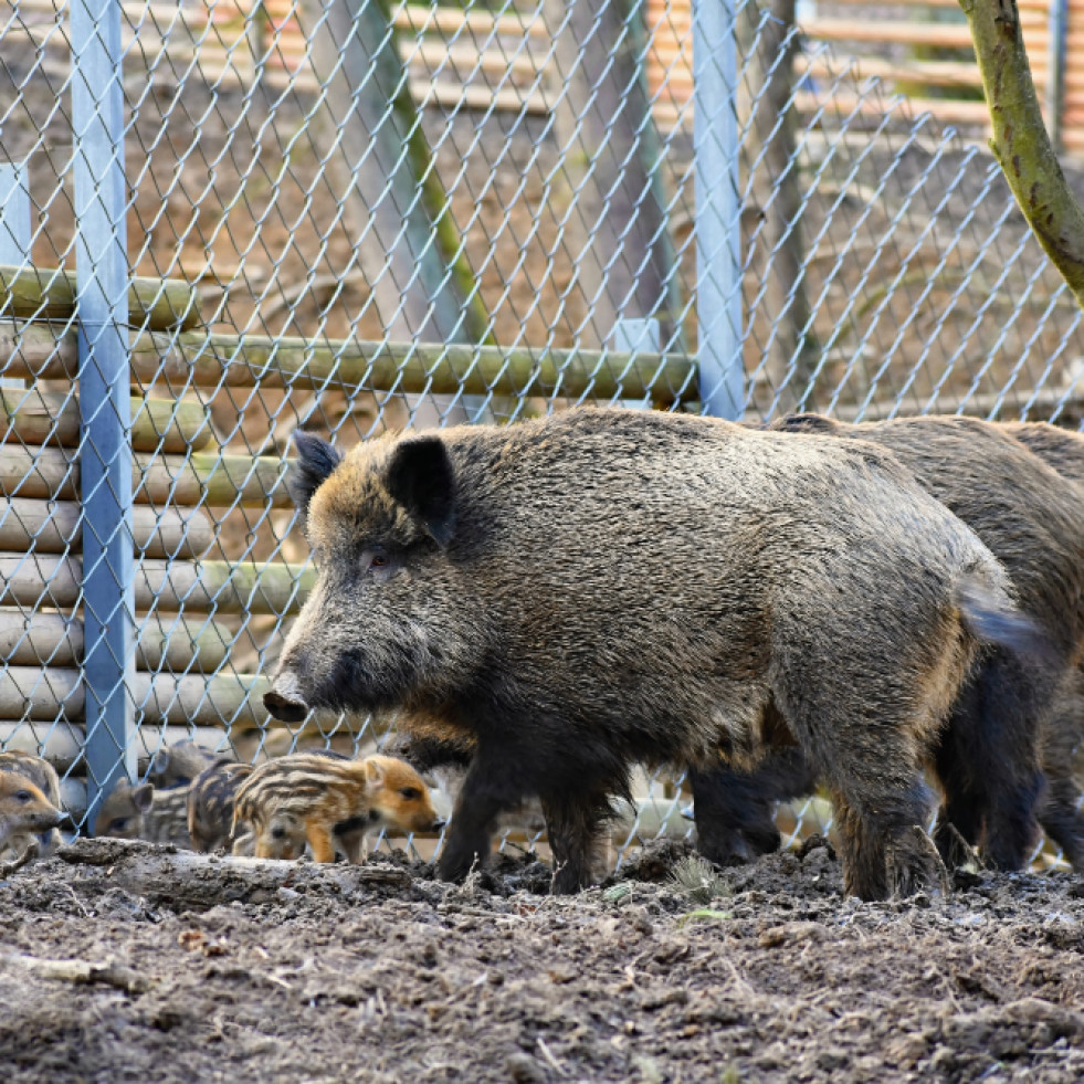 Ganaderos piden un mayor control del jabalí ante los casos recientes de peste porcina africana en Italia