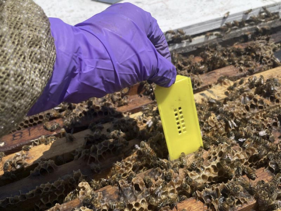 Vacuna abejas