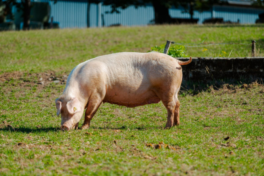 Cerdo pig